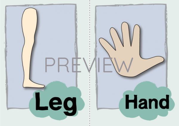 ESL English Leg Hand Flashcard